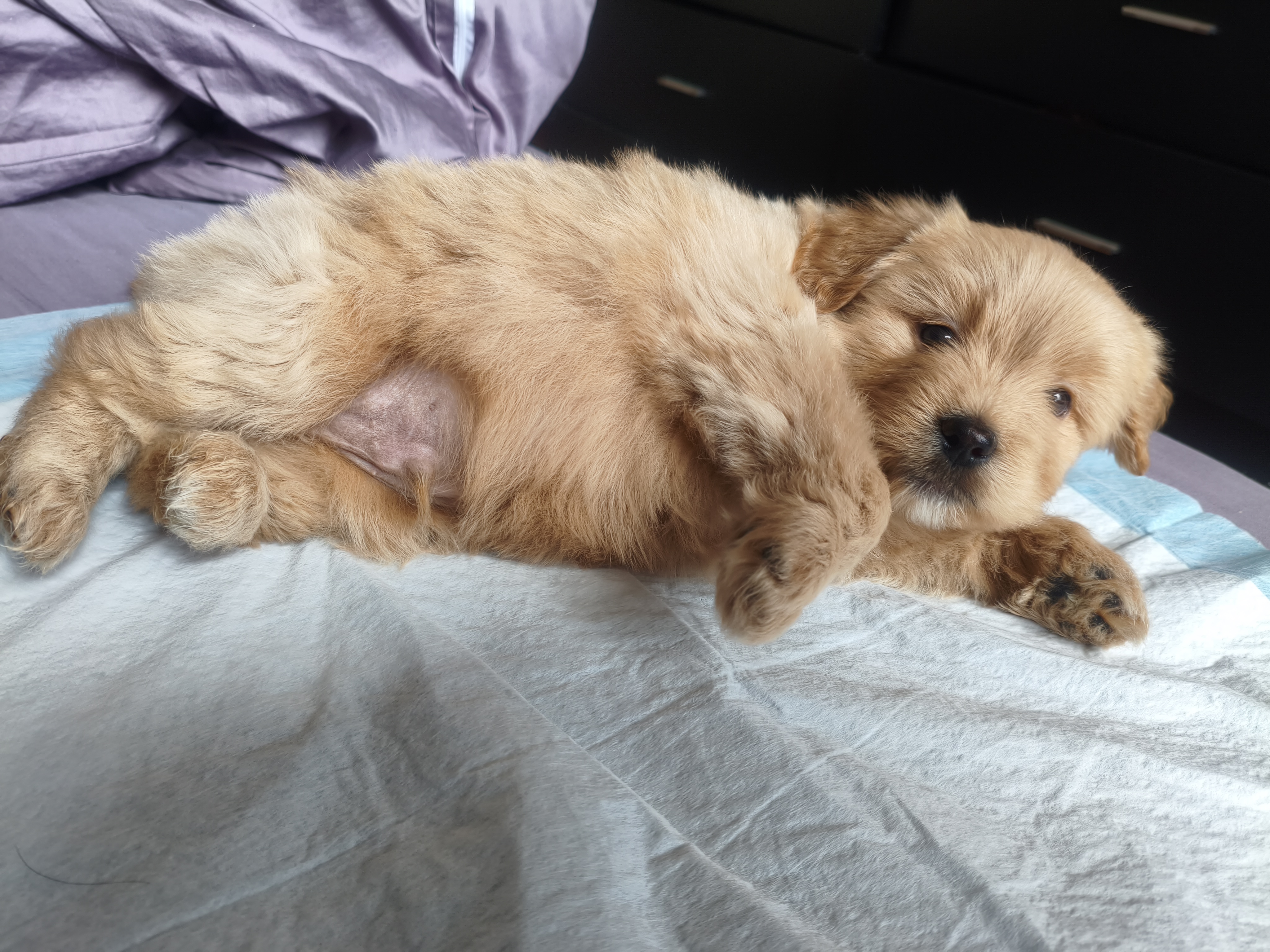 中华田园犬,小土狗,奶狗领养